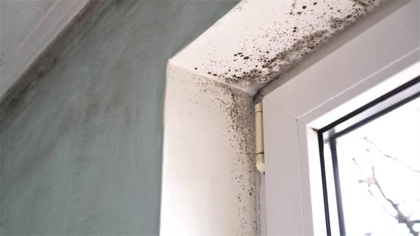 Best Post-Flood Mold Remediation in Myrtle Beach, SC