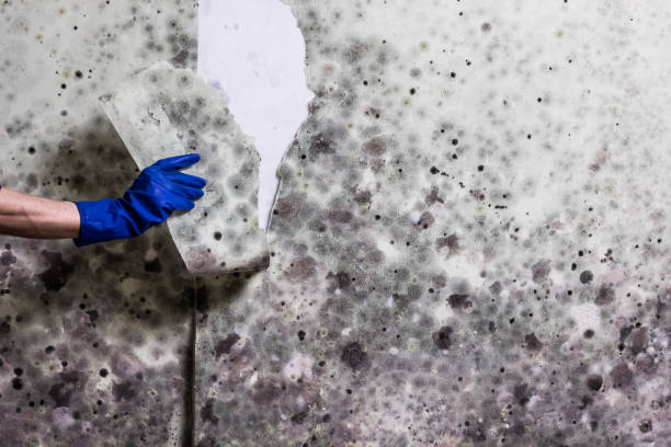 Best Mold Testing and Inspection Services in Myrtle Beach, SC