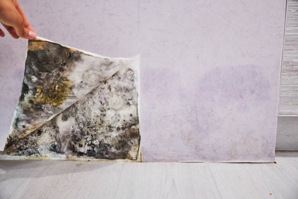 Best Residential Mold Remediation in Myrtle Beach, SC